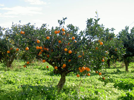 ARBRE