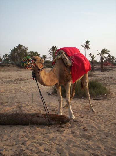 dromadaire � djerba