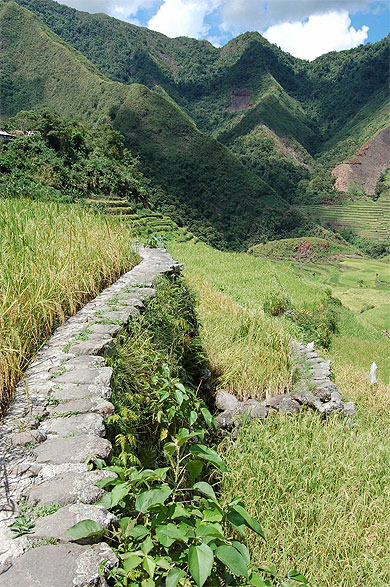 Rice terrace banau