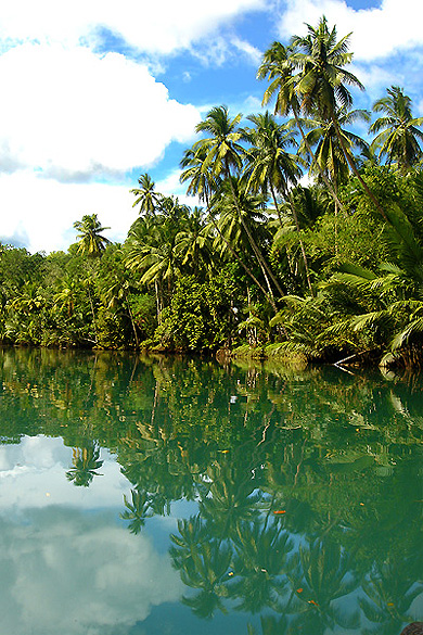 In the jungle, le retour