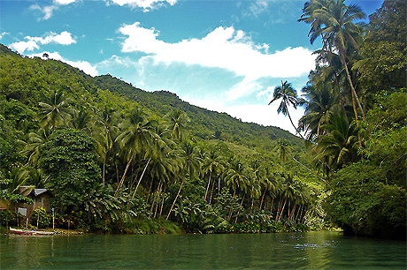 In the jungle