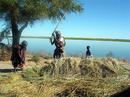 Le battage du riz