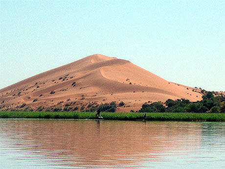 Dune rose