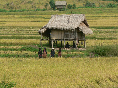 Laos - Luang Nam Tha campagne