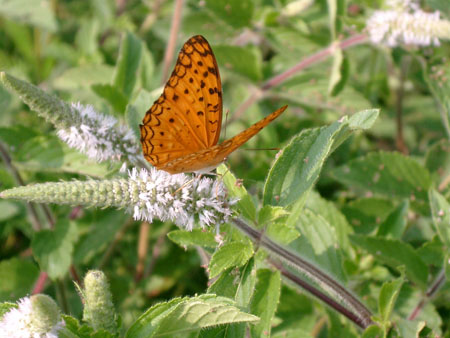 papillon