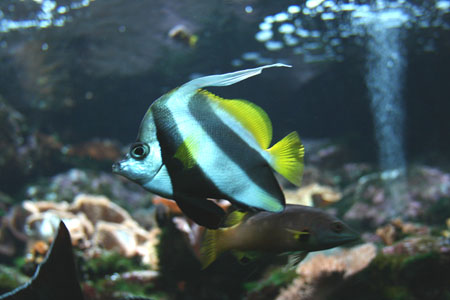 poisson-papillon 