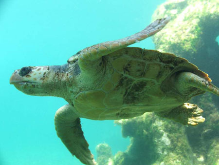 Tortue marine