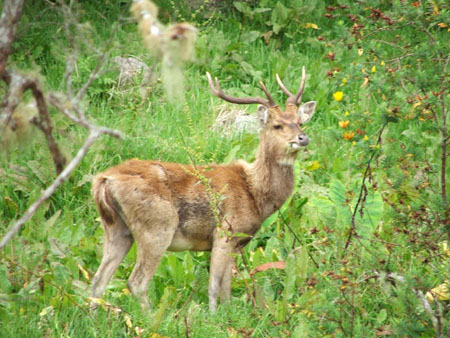 Cervid� sur la route vers Marla