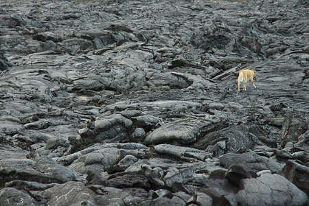 Chien sur la lave