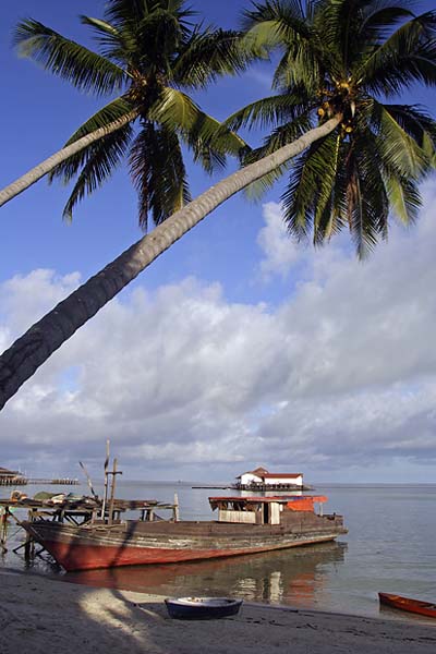 Cocotiers