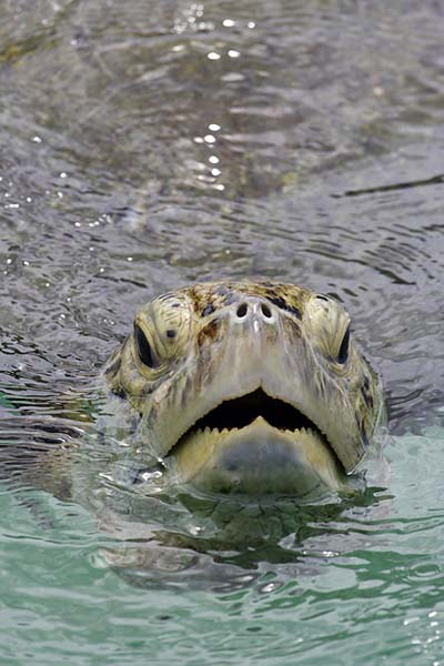 Tortue verte en surface