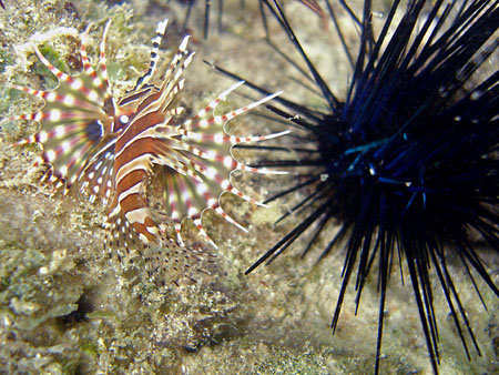 Poisson lion juv�nile et oursin