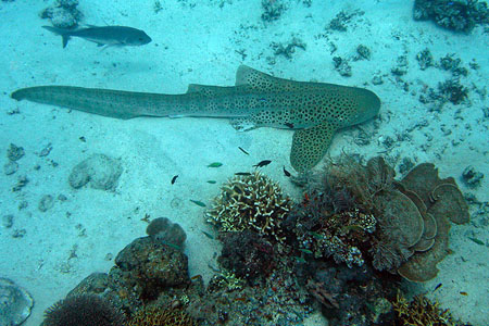Requin l�opard et carangue