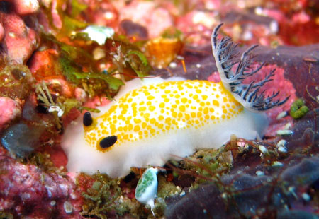 Nudibranch