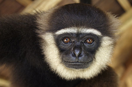 Gibbon