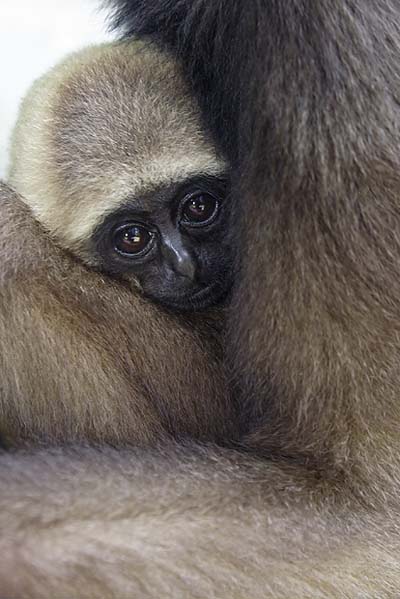 Jeune gibbon