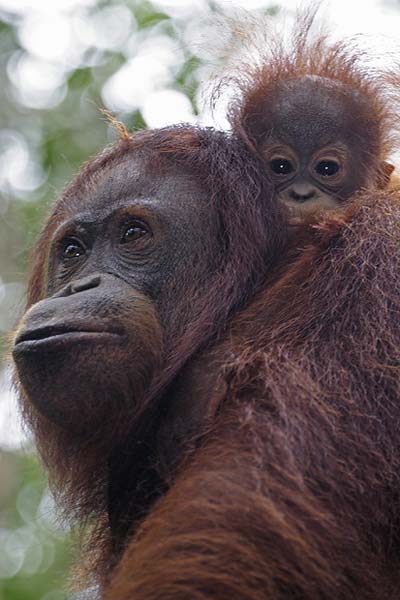 Orang outan m�re et son petit