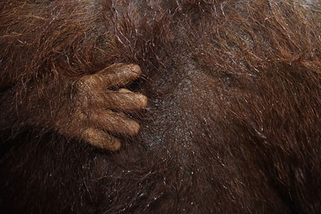 Orang outan main de petit