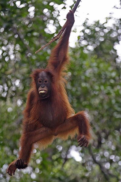 Orang outan suspendu