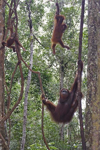 Orangs outans
