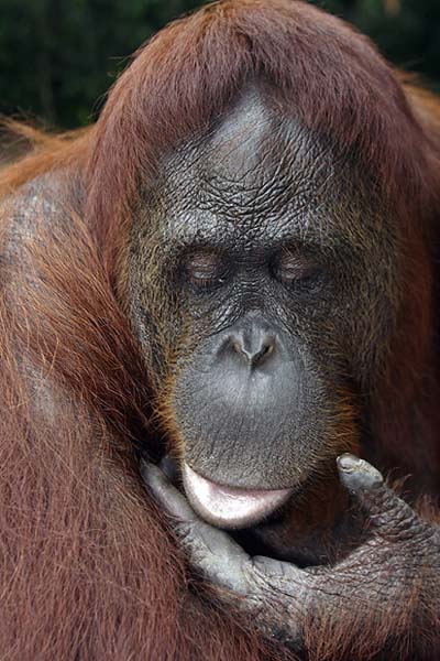 Orang outan Siswi dubitative