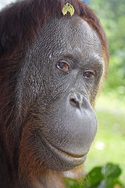 Orang outan Siswi la blagueuse