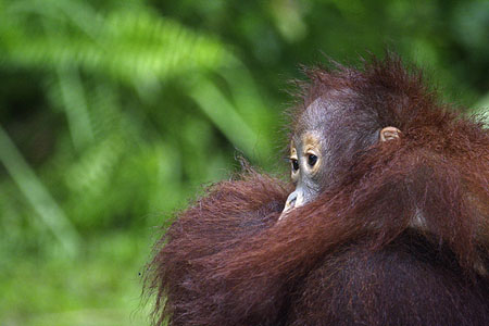 Orang outan Thomas