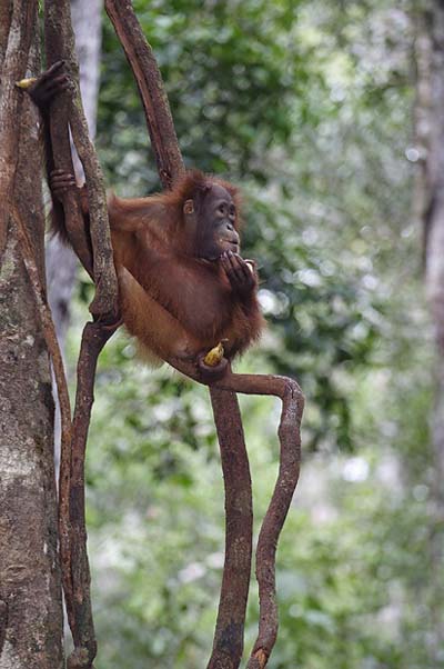 Orang outan jeune dans les arbres
