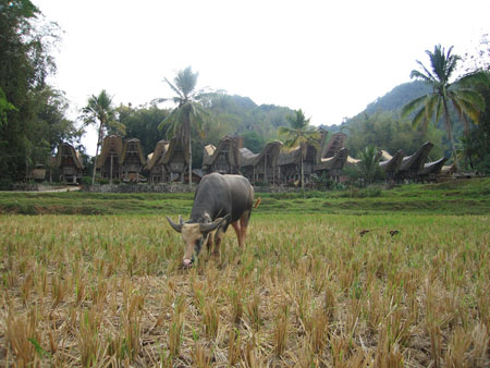 Village Toraja