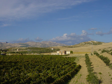 vignoble