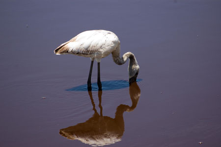 Flamant