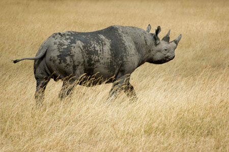 Rhinoc�ros noir