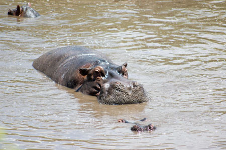 un gros calin