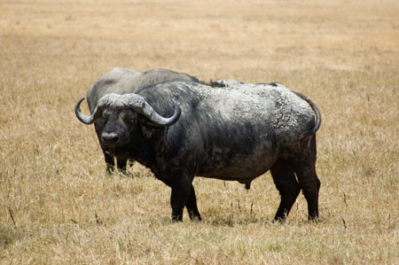 Buffle