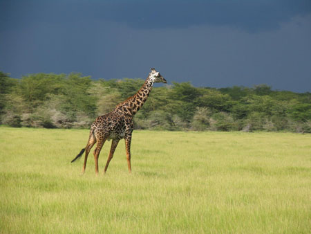 girafe masa�
