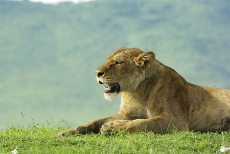 Lionne