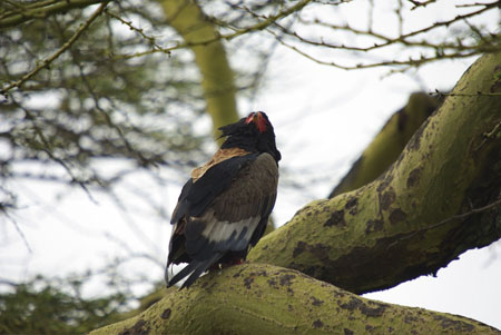 Bateleur des savanes