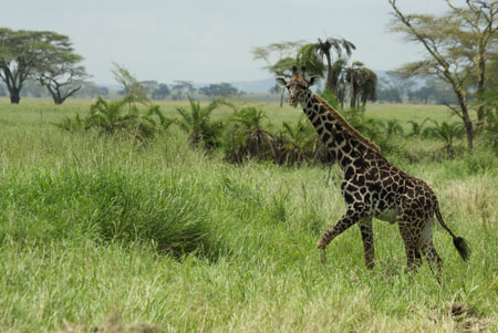 Girafe
