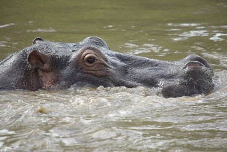 Hippopotame