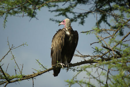 Vautour charognard