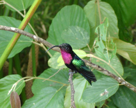 Colibri