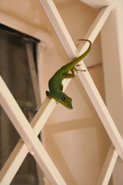 Petit l�zard de Martinique