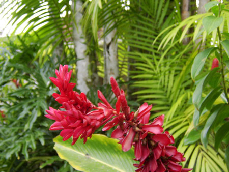 Plante