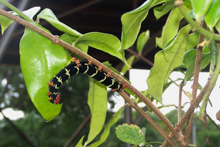 Chenille du Pseudosphinx tetrio