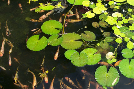 N�nuphars et poissons