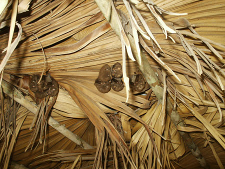 chauve - souris