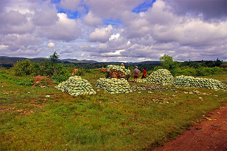 Kalaw - R�colte des choux
