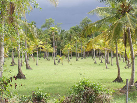 Palmeraie luxuriante sous un ciel mena�ant