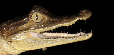 Amazonie