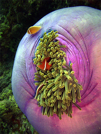 An�mone mauve et locataires � Ribbon Reefs